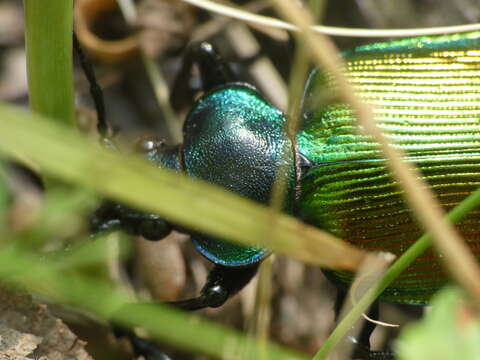 Image of forest caterpillar hunter