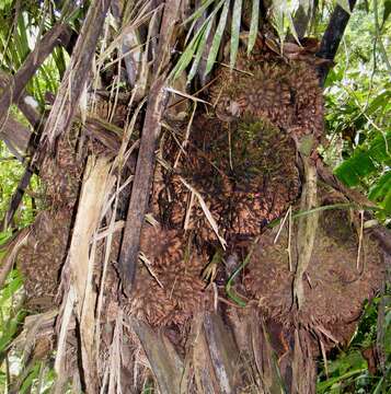 Image of Ecuadorian Ivory Palm