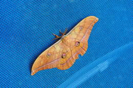 Image of Antheraea yamamai (Guérin-Méneville 1861)