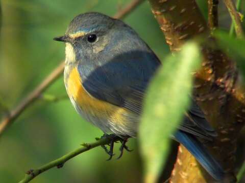 Image of Orange-flanked Bush-Robin