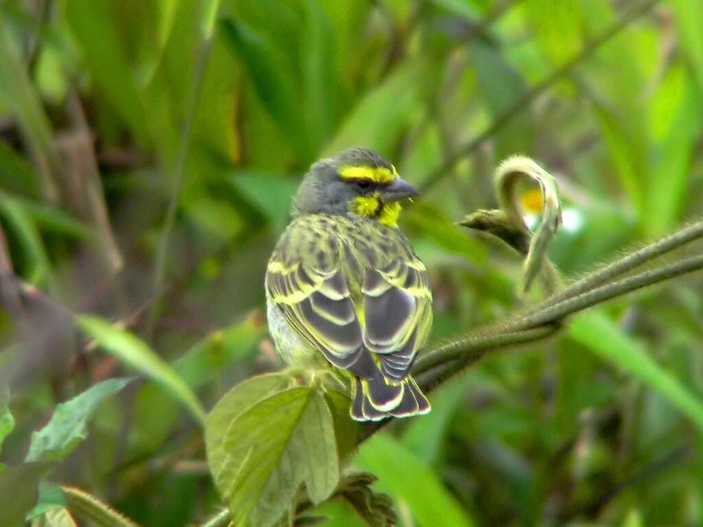 Image of Yellow-fronted Canary