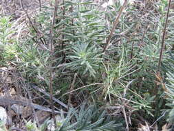 Sivun Teucrium pseudochamaepitys L. kuva