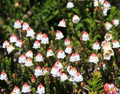 Image of western moss heather