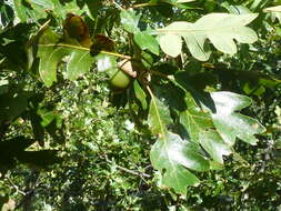 Image of Oregon white oak