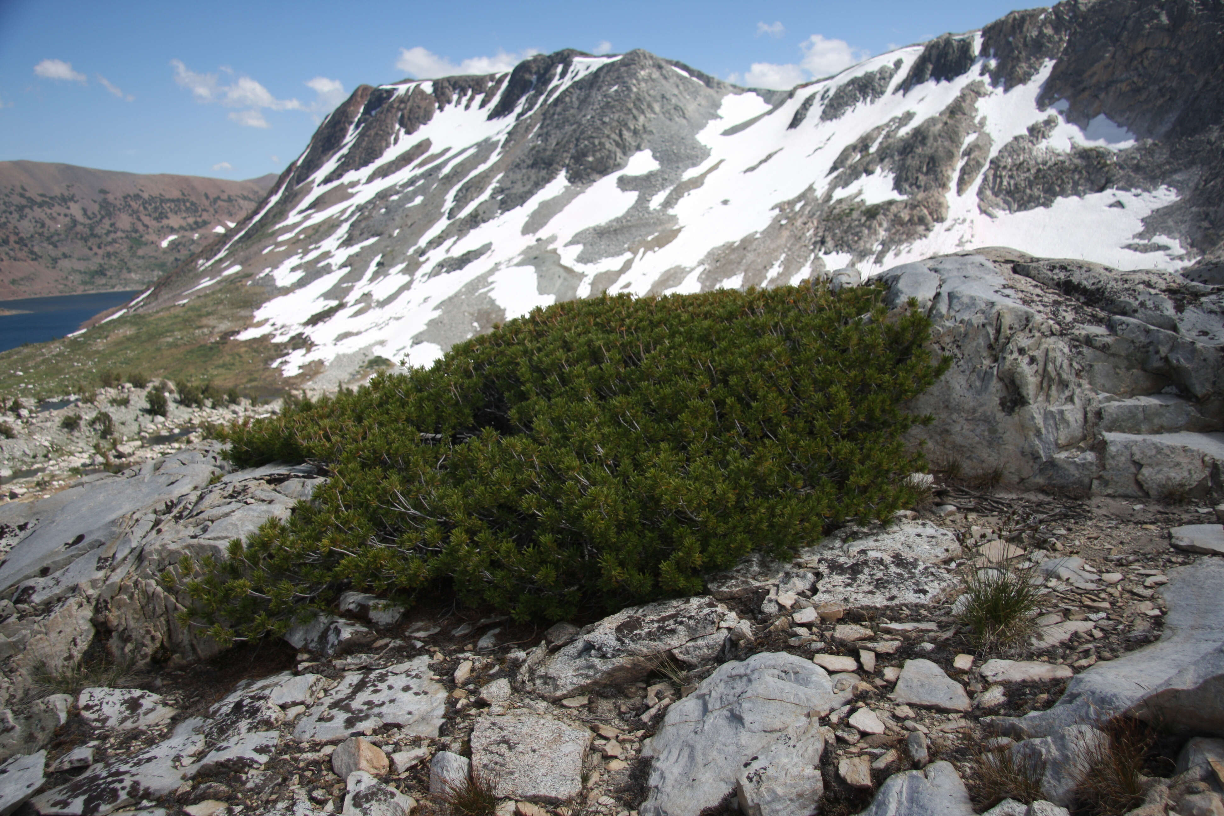 Image of whitebark pine