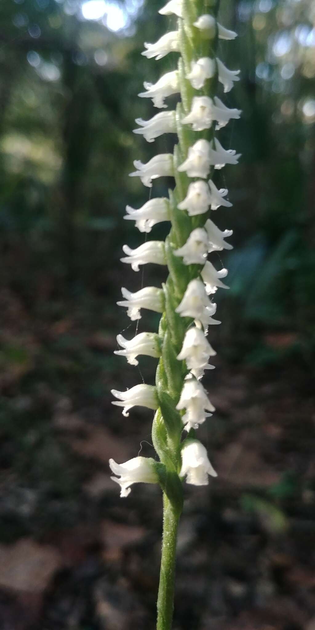 Слика од Spiranthes ovalis var. ovalis