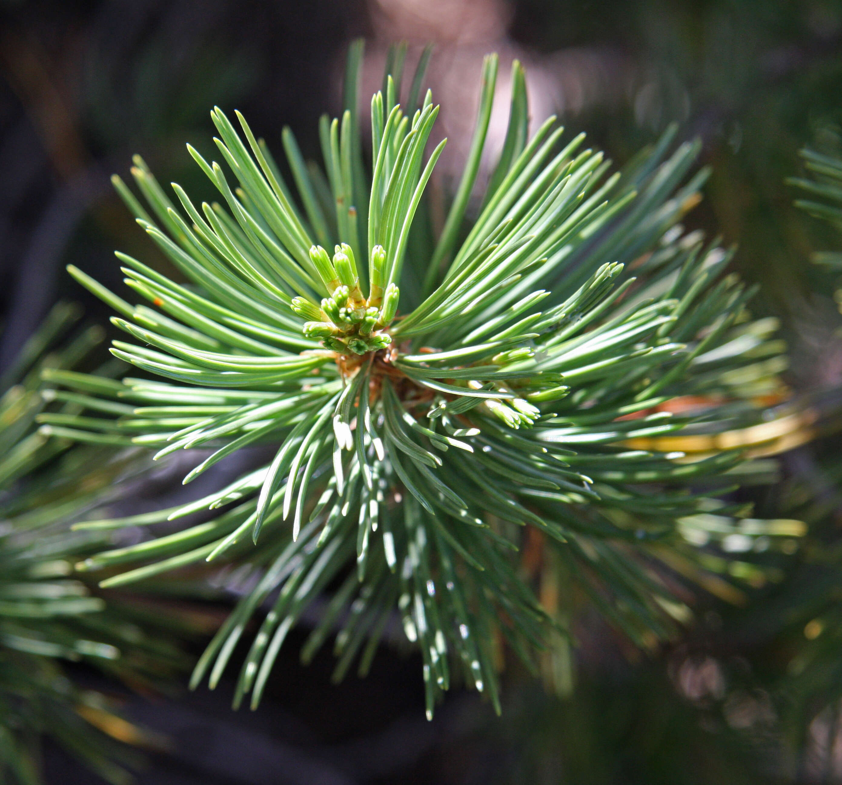 Image of whitebark pine