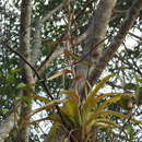 Image de Tillandsia polystachia (L.) L.