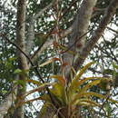 Imagem de Tillandsia polystachia (L.) L.