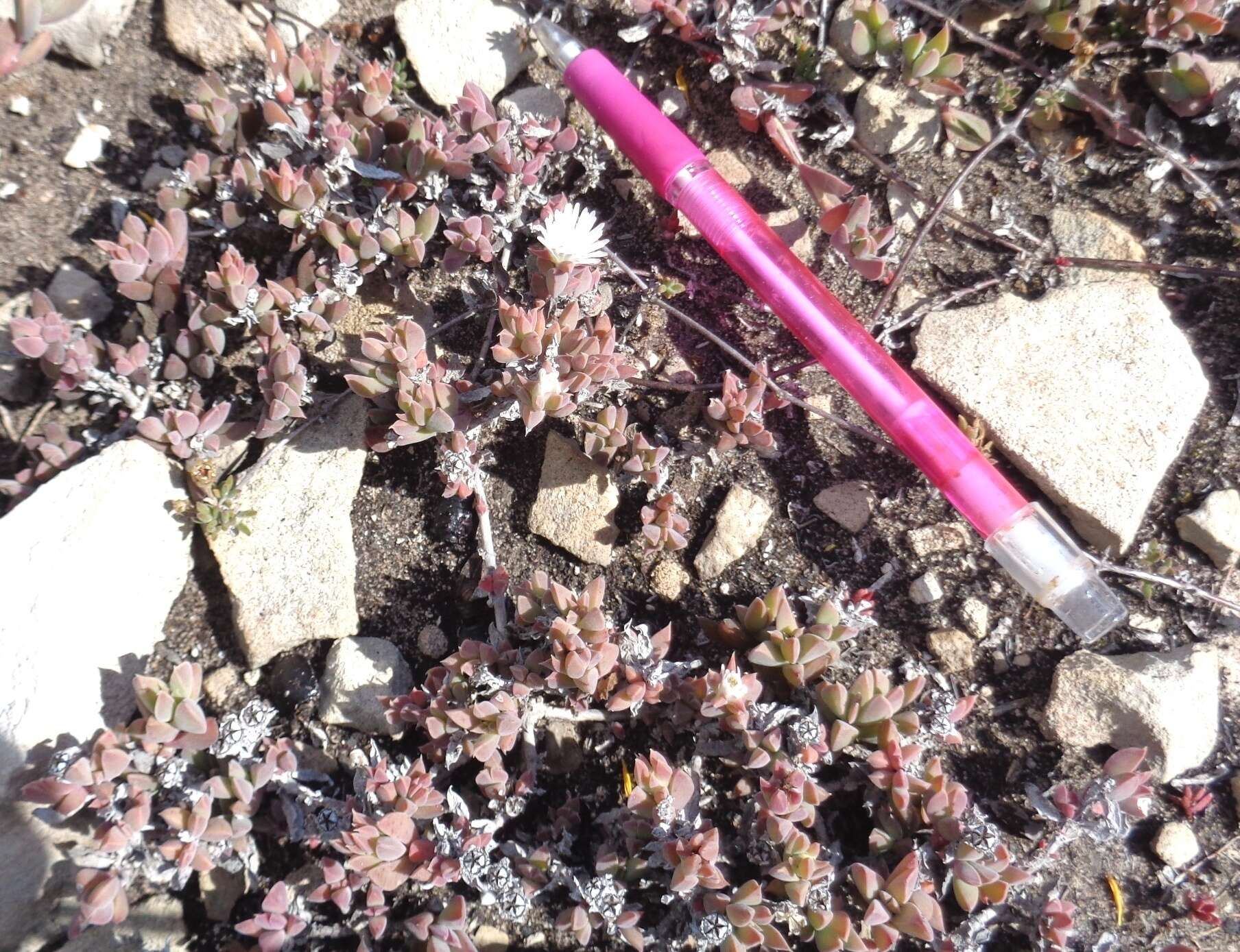 Image of Delosperma mariae L. Bol.