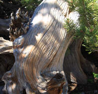 Image of whitebark pine