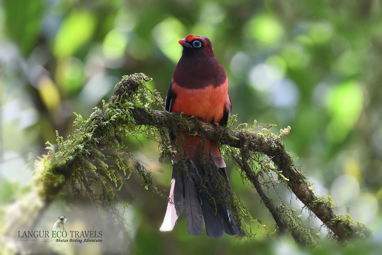 Image of Ward's Trogon