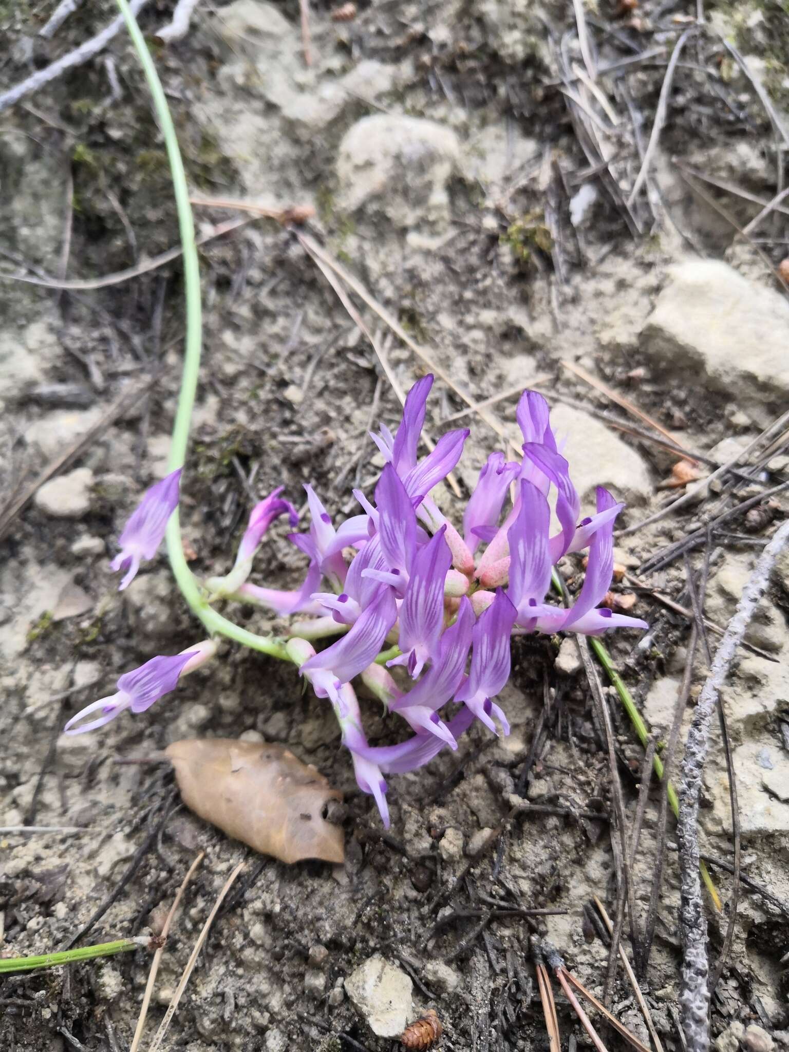 Image of Astragalus monspessulanus subsp. monspessulanus