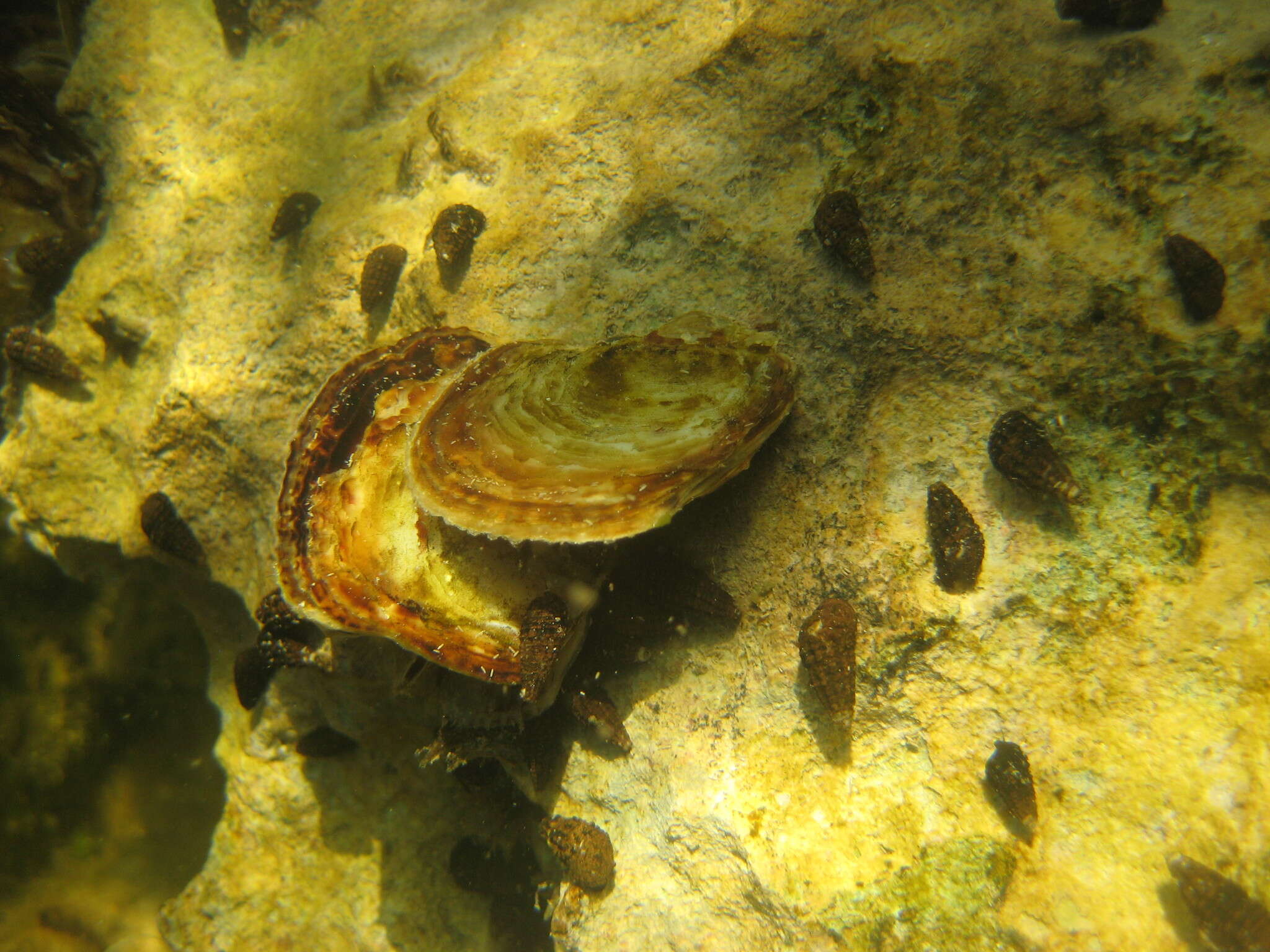 Image of flat tree-oyster