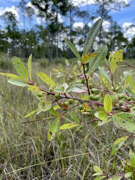 Image of bear tupelo