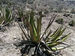 Слика од Agave triangularis Jacobi