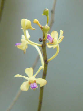 Image of Vanda testacea (Lindl.) Rchb. fil.