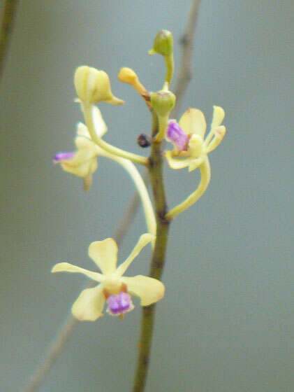 Image of Vanda testacea (Lindl.) Rchb. fil.