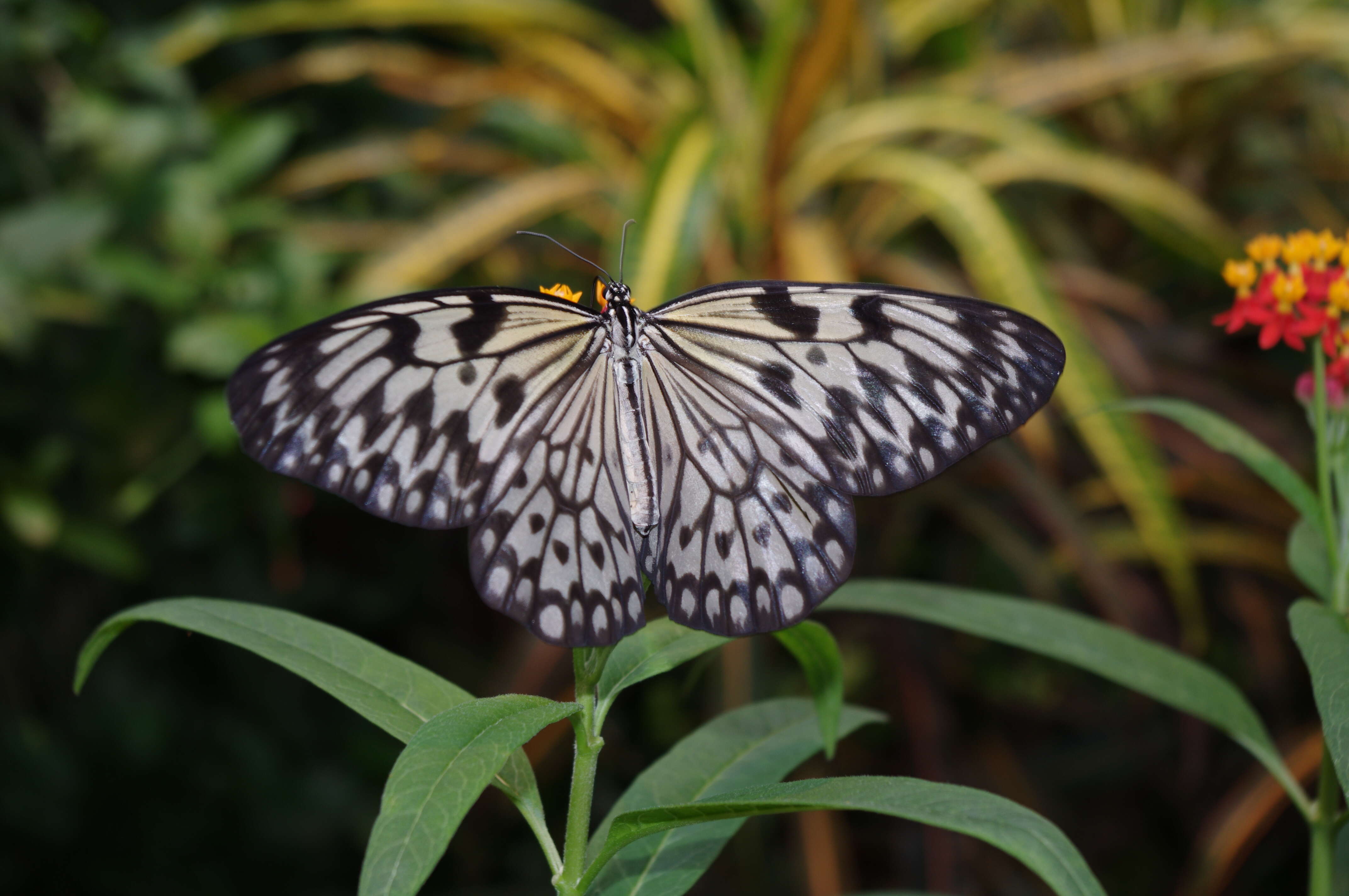 Image of Idea leuconoe Erichson 1834