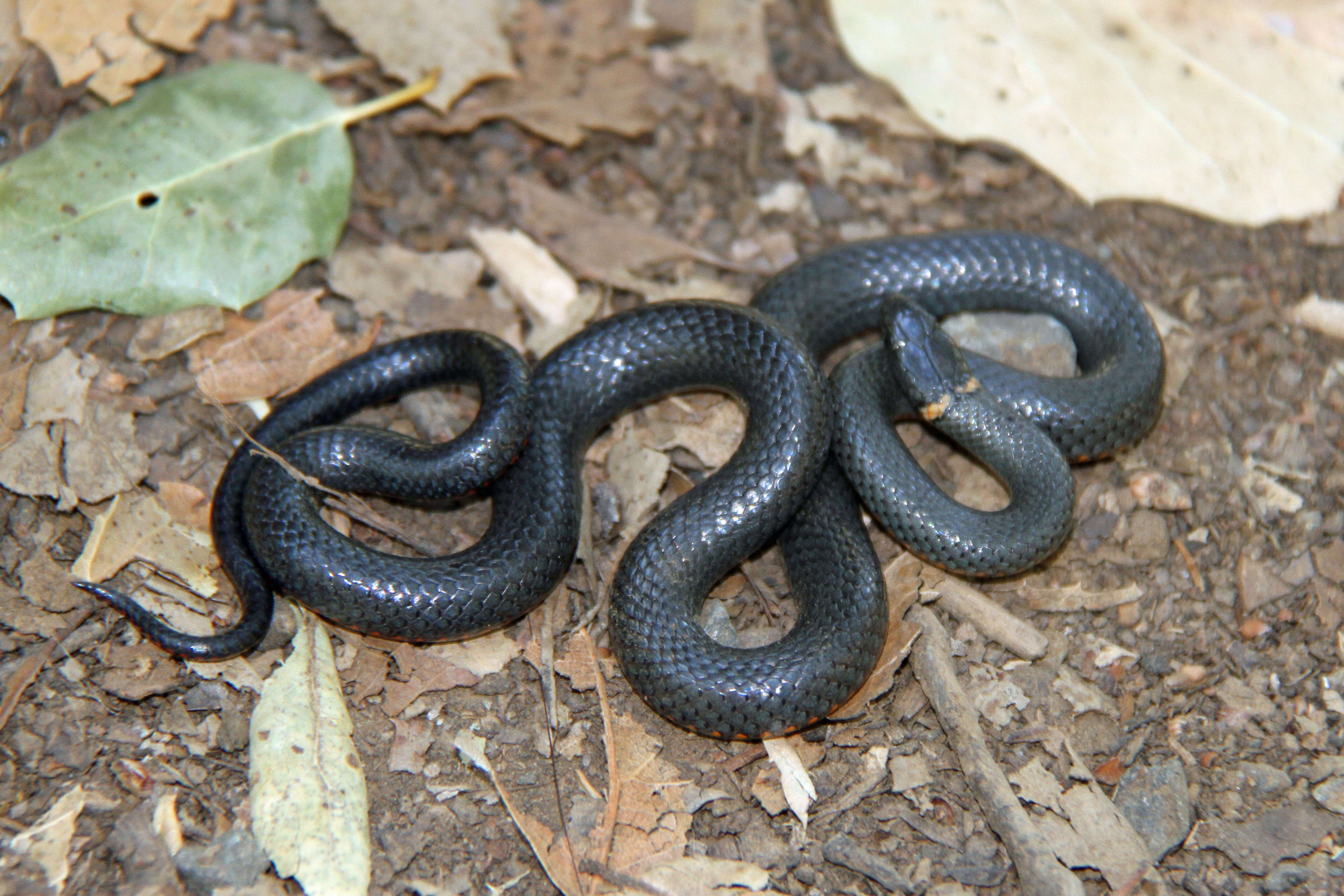 Image of Ring-necked Snake