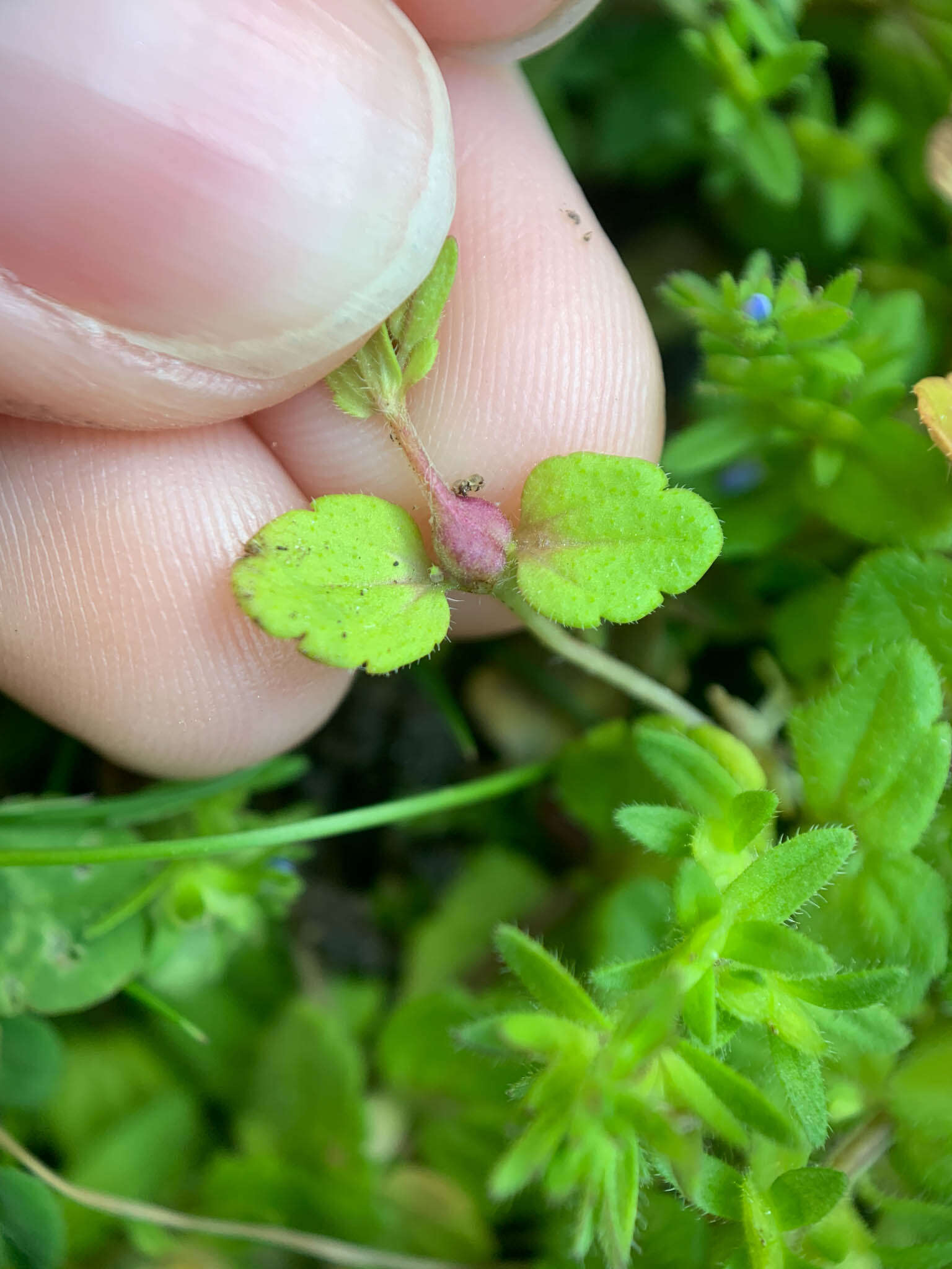 Sorosphaerula veronicae resmi