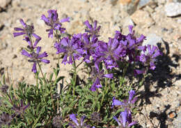 Image of Sierra beardtongue