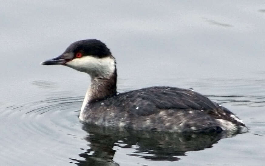 Image of Horned Grebe