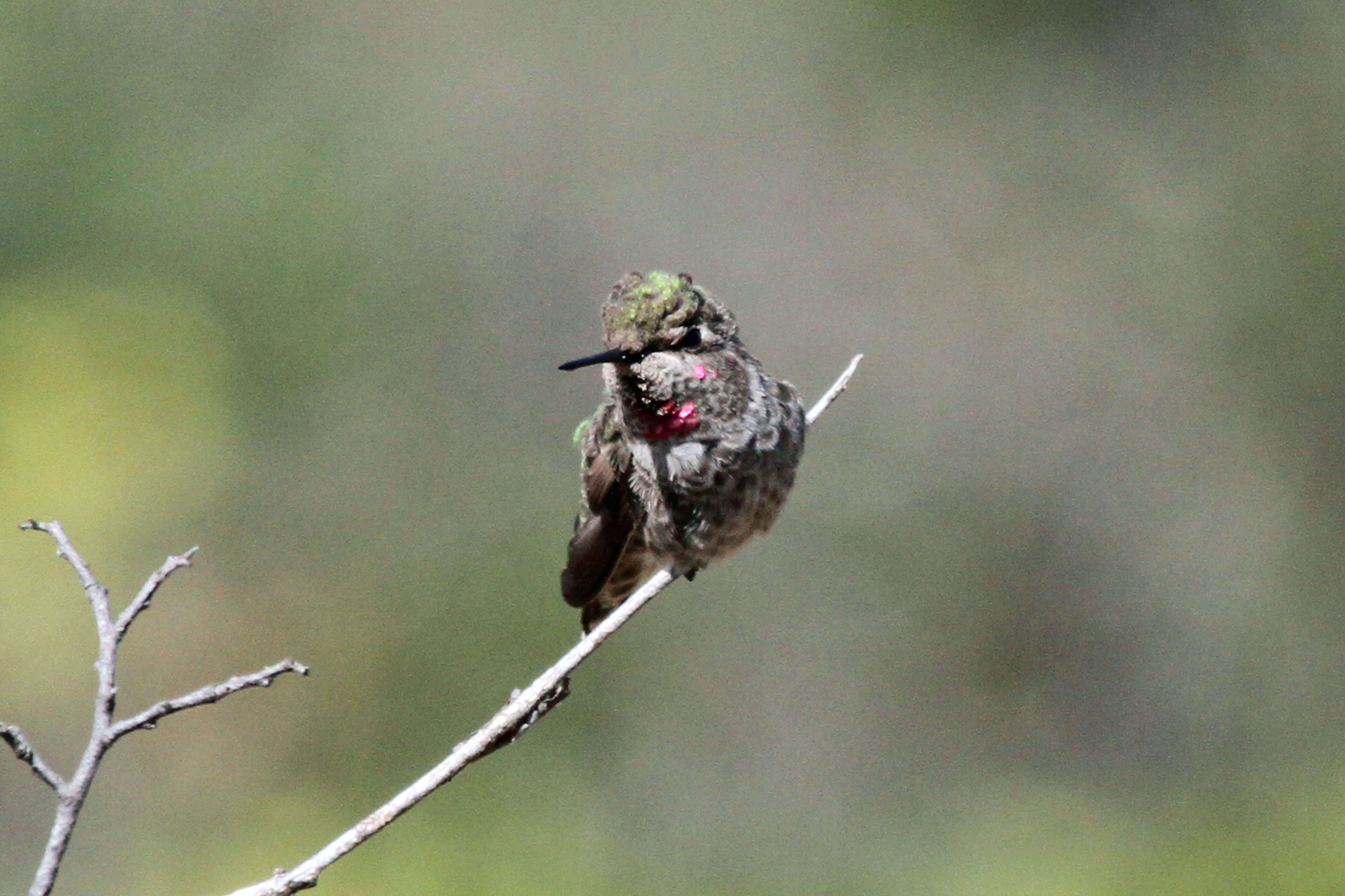 Image of Calypte Gould 1856