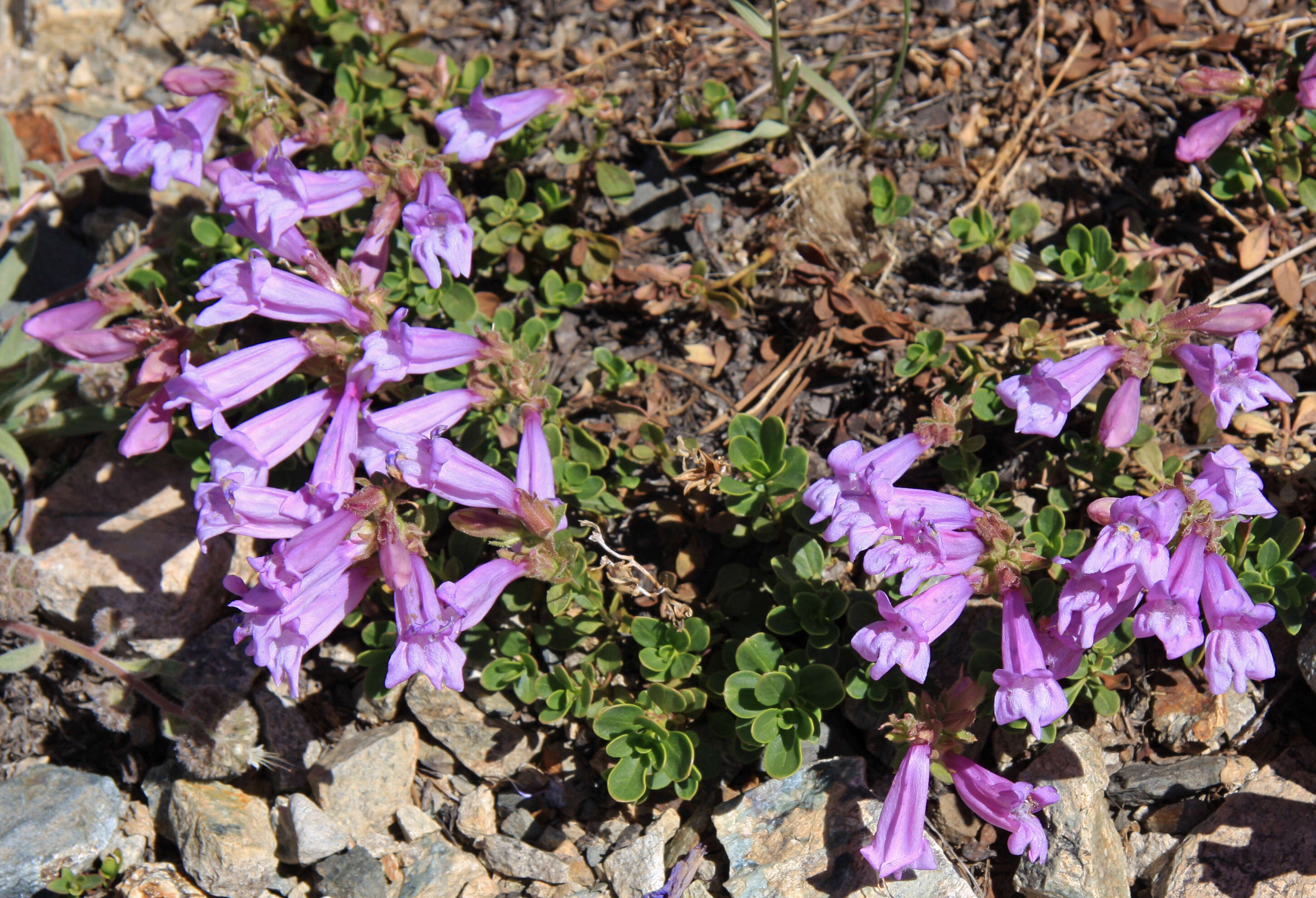 Image of Davidson's penstemon