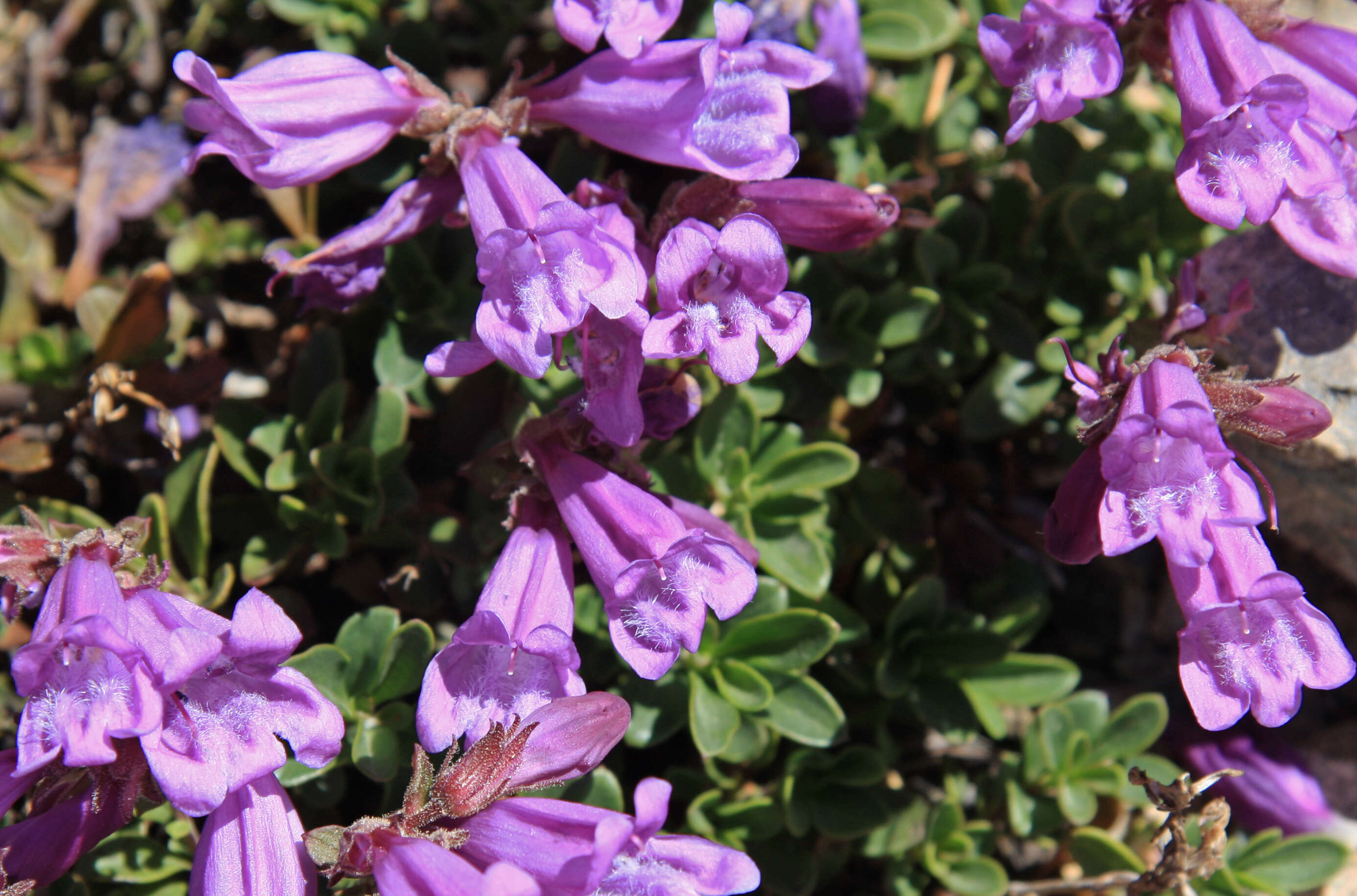 Image of Davidson's penstemon