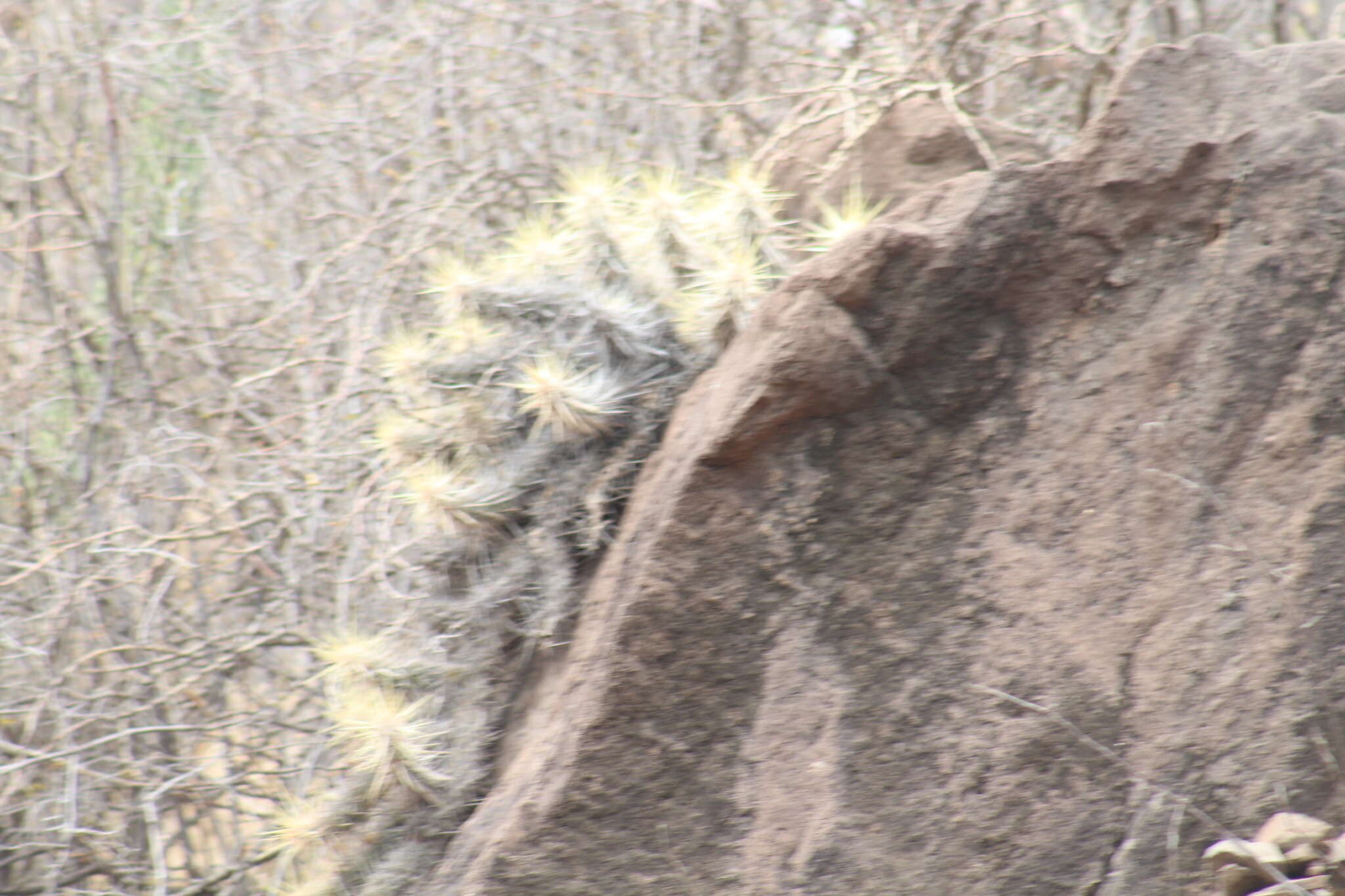 Image of Echinocereus brandegeei (J. M. Coult.) K. Schum.