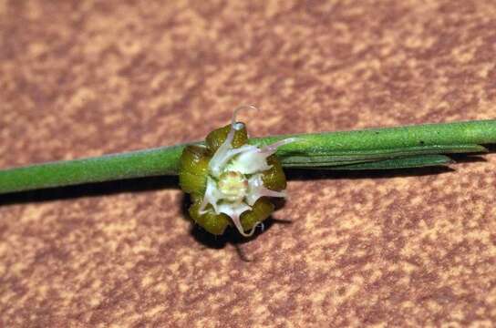 Image of Aspidoglossum biflorum E. Mey.