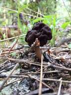 Imagem de Gyromitra esculenta (Pers.) Fr. 1849