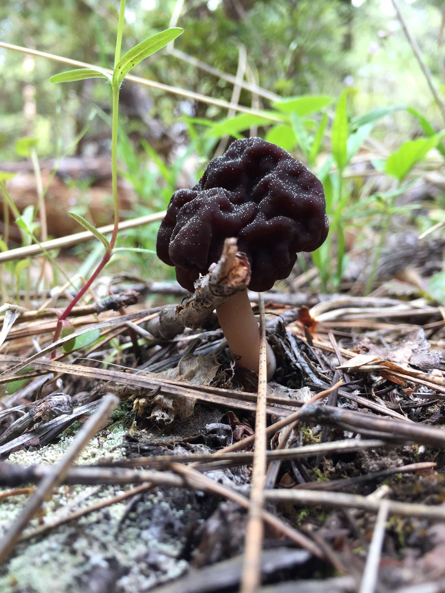 Imagem de Gyromitra esculenta (Pers.) Fr. 1849