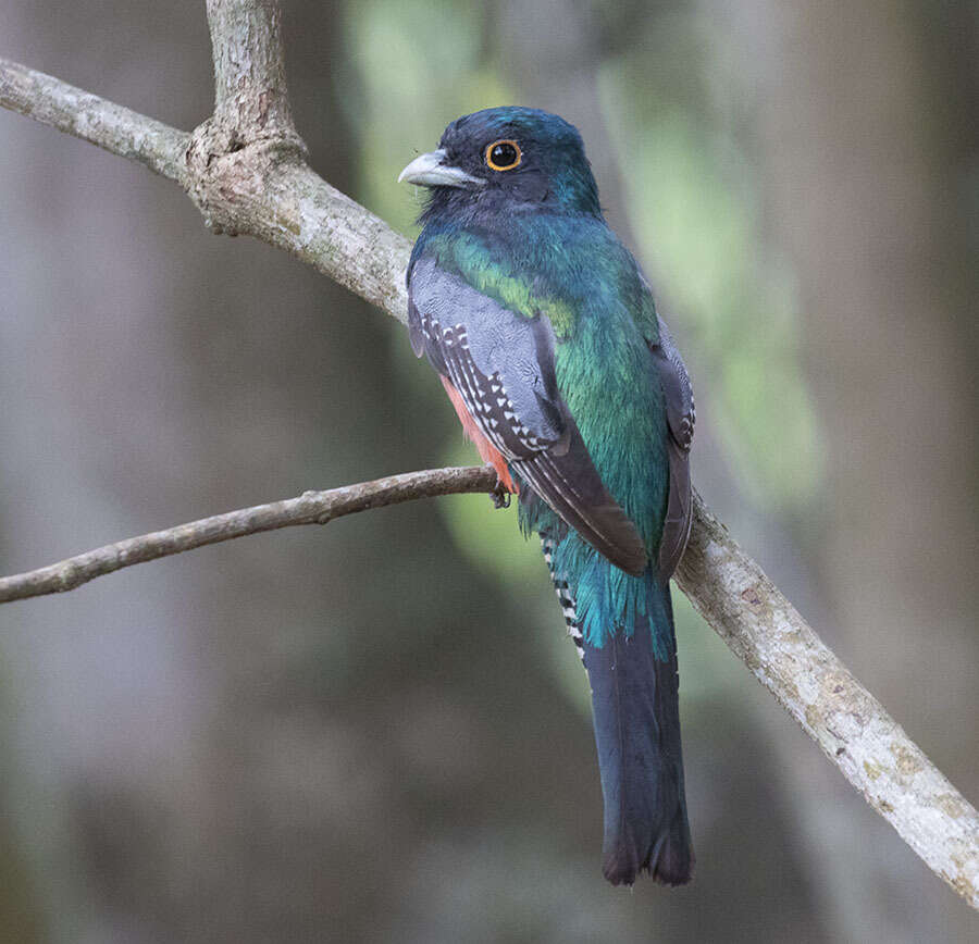 Image of Blue-crowned Trogon