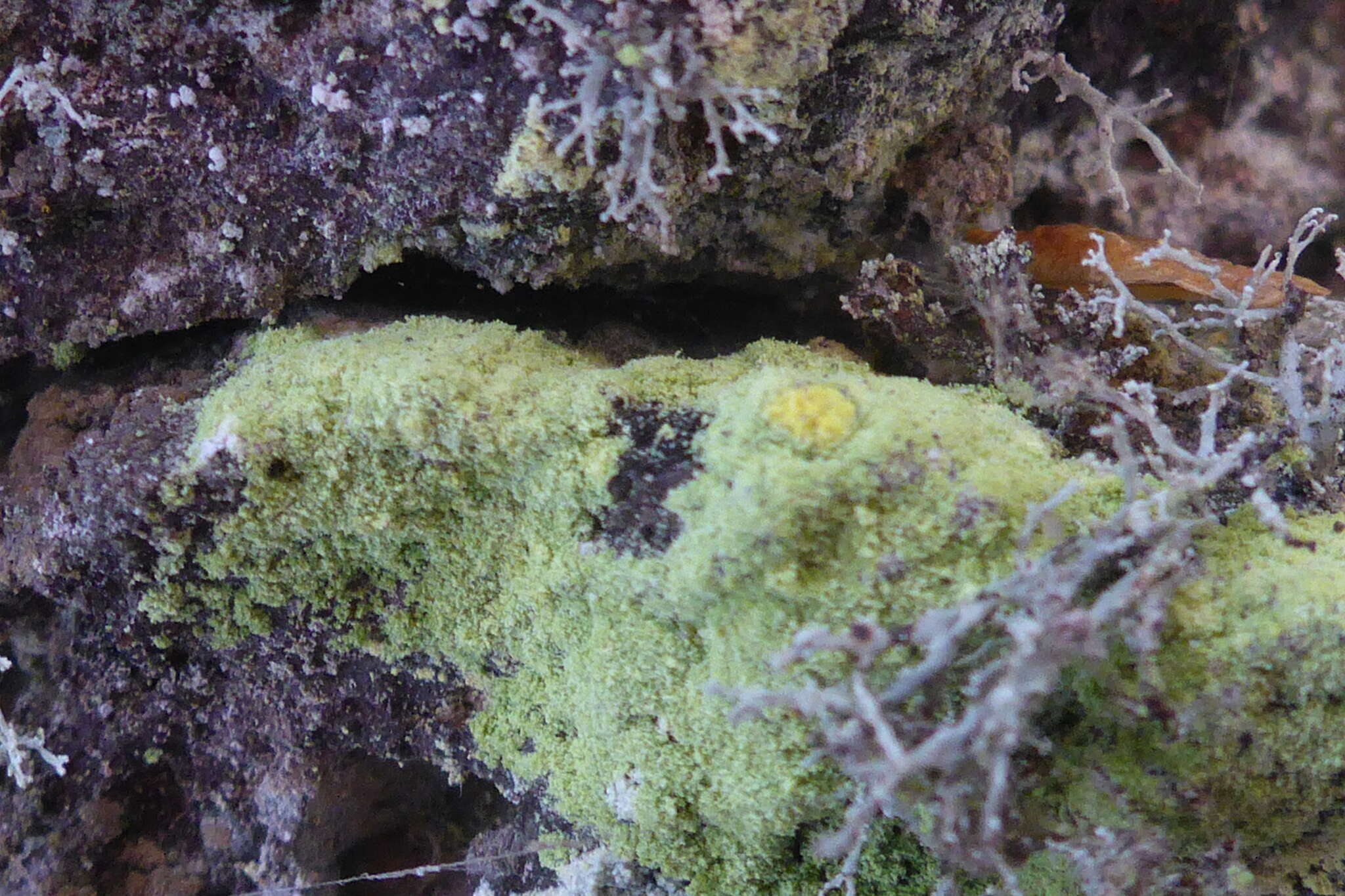 Image of Sulphur dust lichen