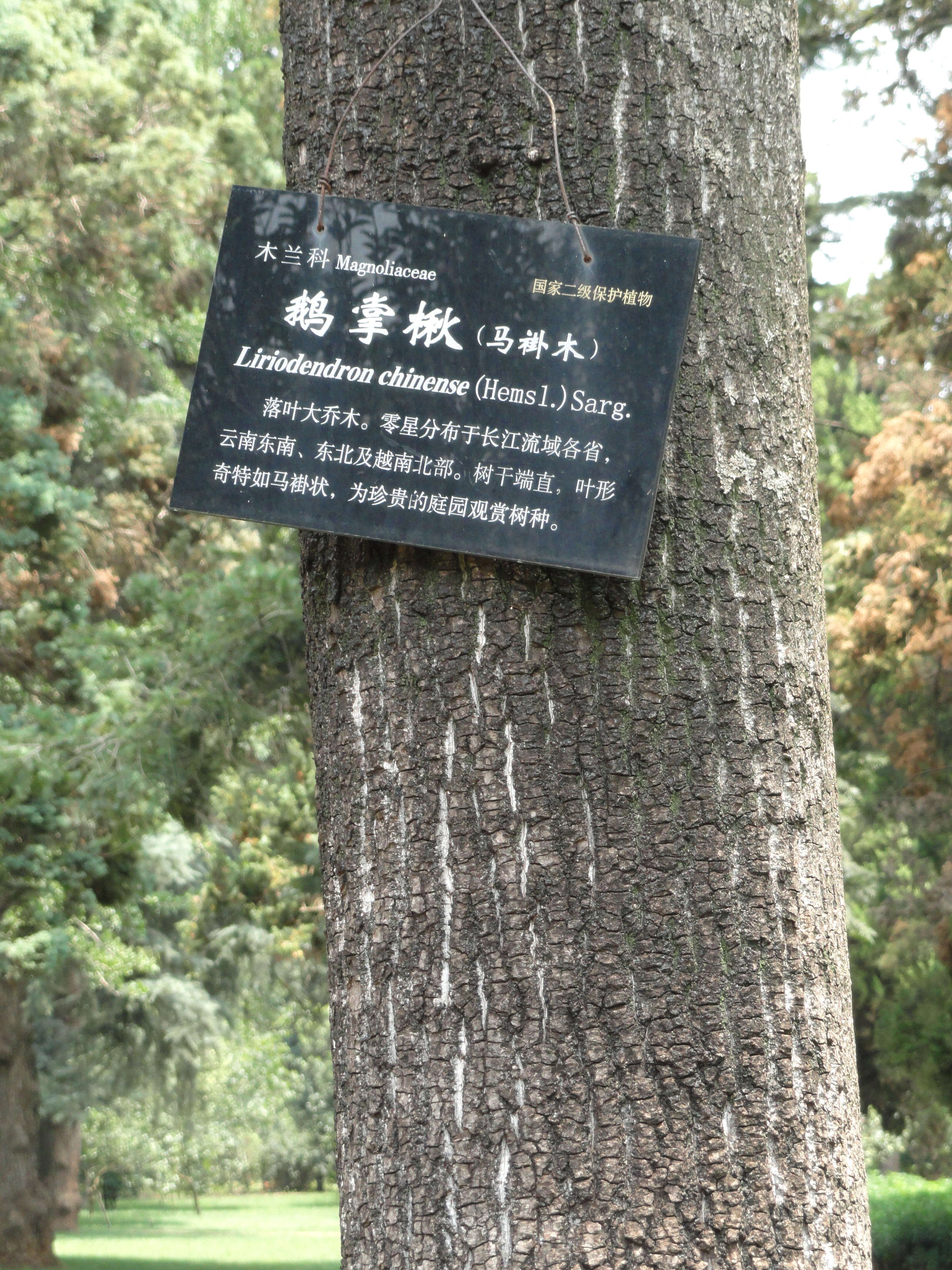 Image of Chinese Tulip Tree