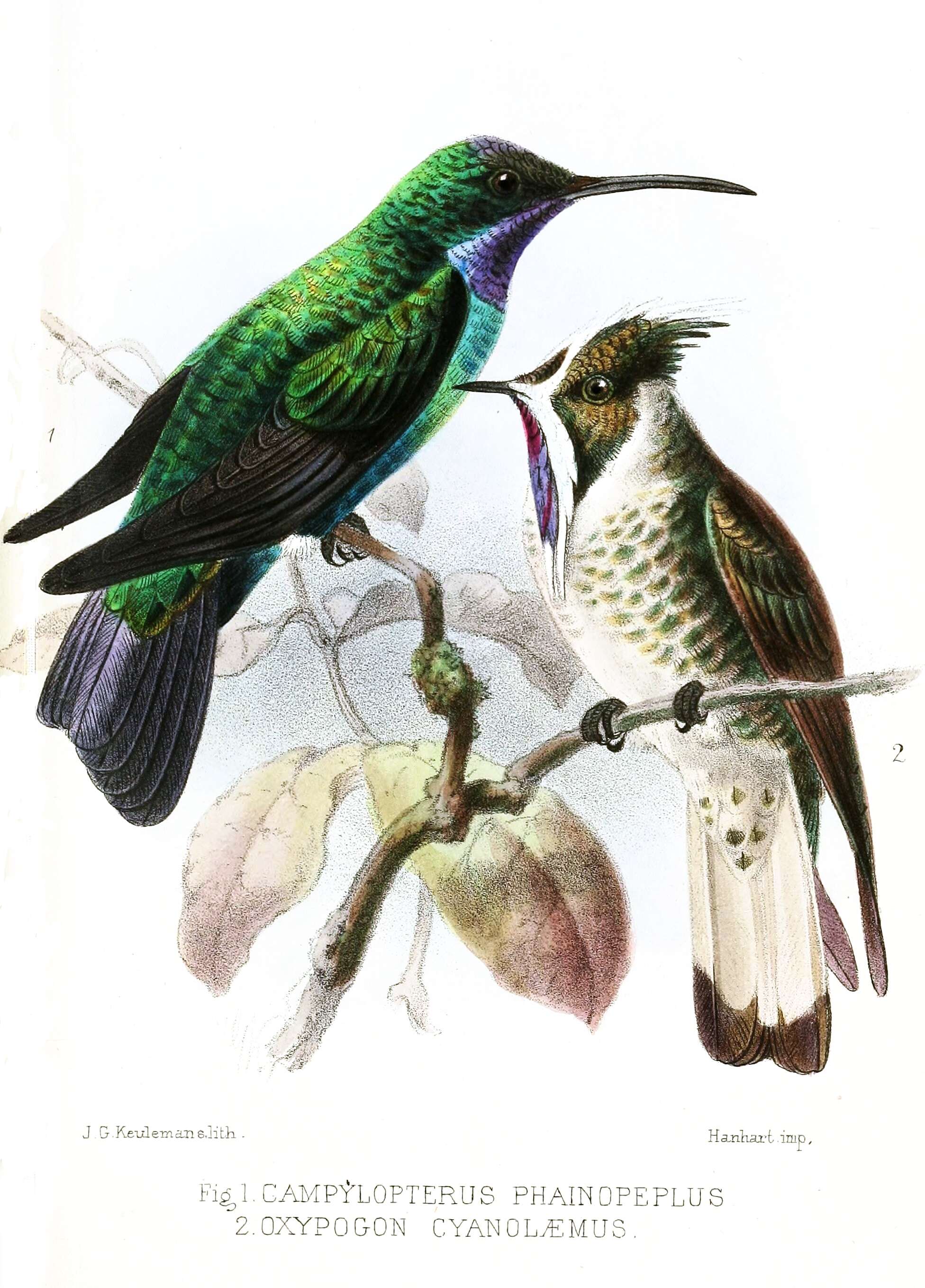 Campylopterus phainopeplus Salvin & Godman 1879 resmi