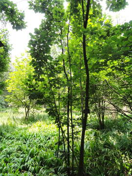 Image of Saucer magnolia