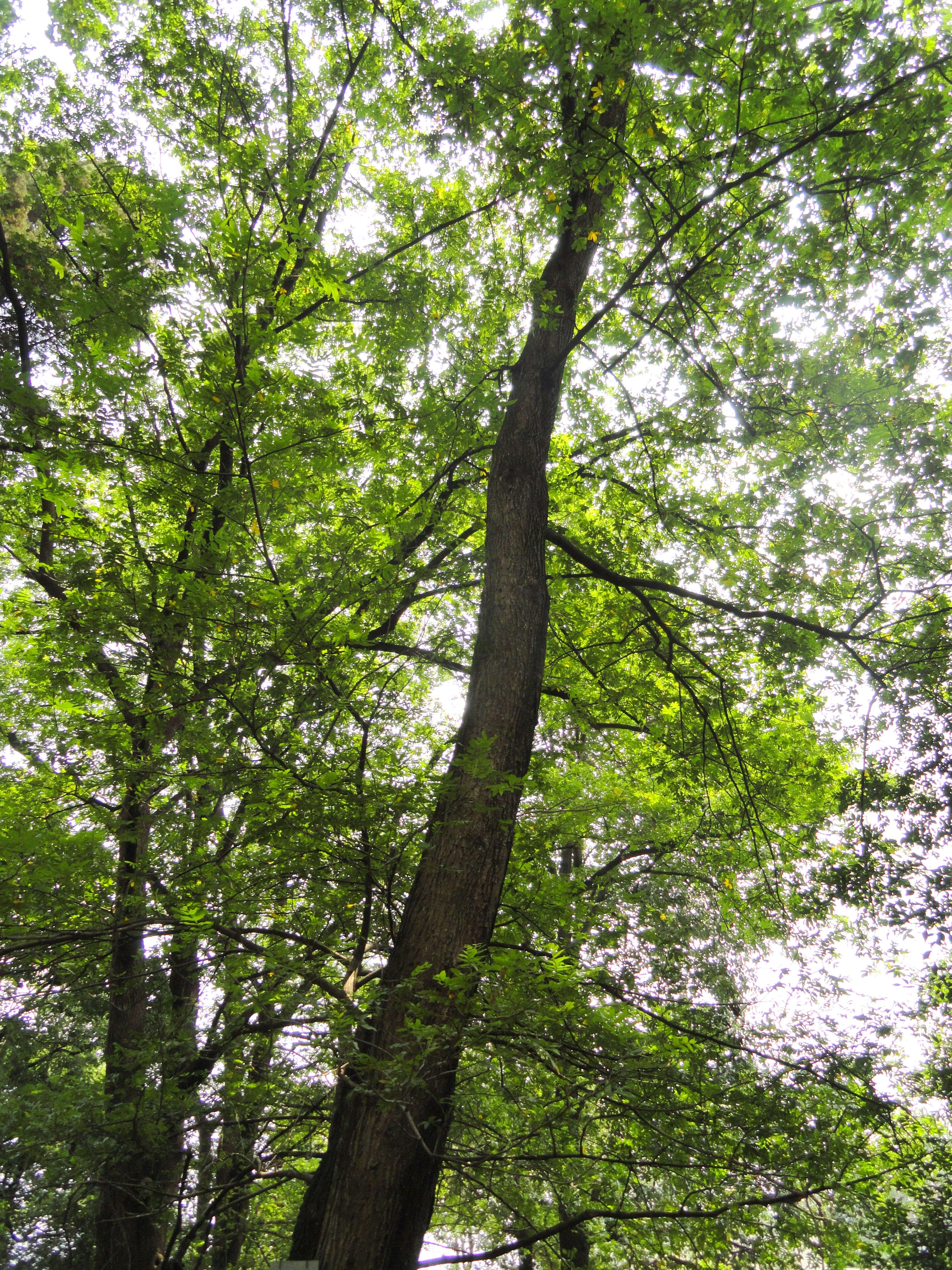 Image of Pterocarya tonkinensis (Franch.) Dode