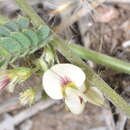 Image of porcupine jointvetch