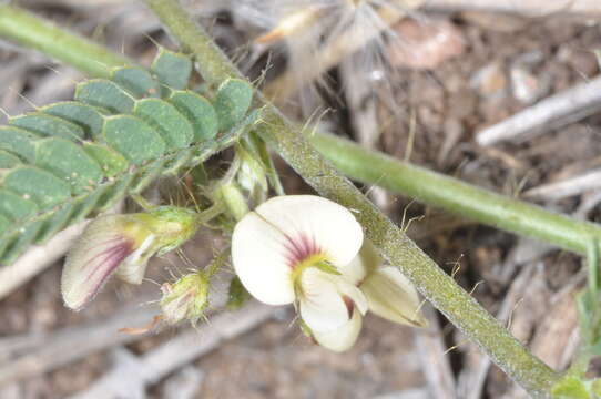 Image of porcupine jointvetch