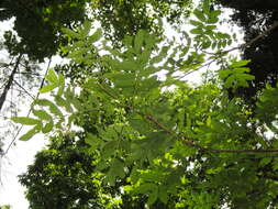 Image of Pterocarya tonkinensis (Franch.) Dode