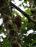 Image of Tyrannine Woodcreeper