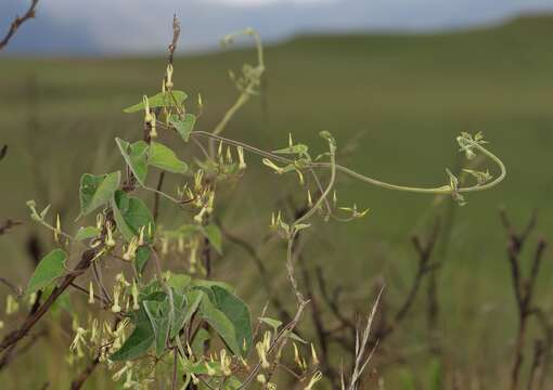 Image de Riocreuxia torulosa (E. Mey.) Decne.