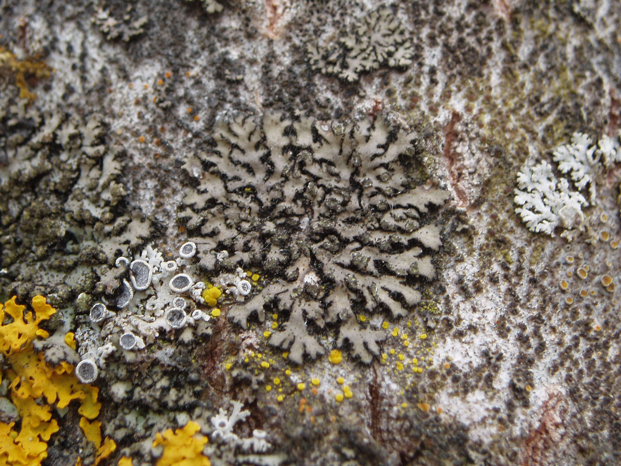 Image de Phaeophyscia ciliata (Hoffm.) Moberg