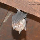 Image of Eastern Horseshoe Bat