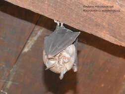 Image of Eastern Horseshoe Bat