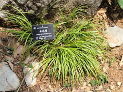 Image of Dwarf Sedge