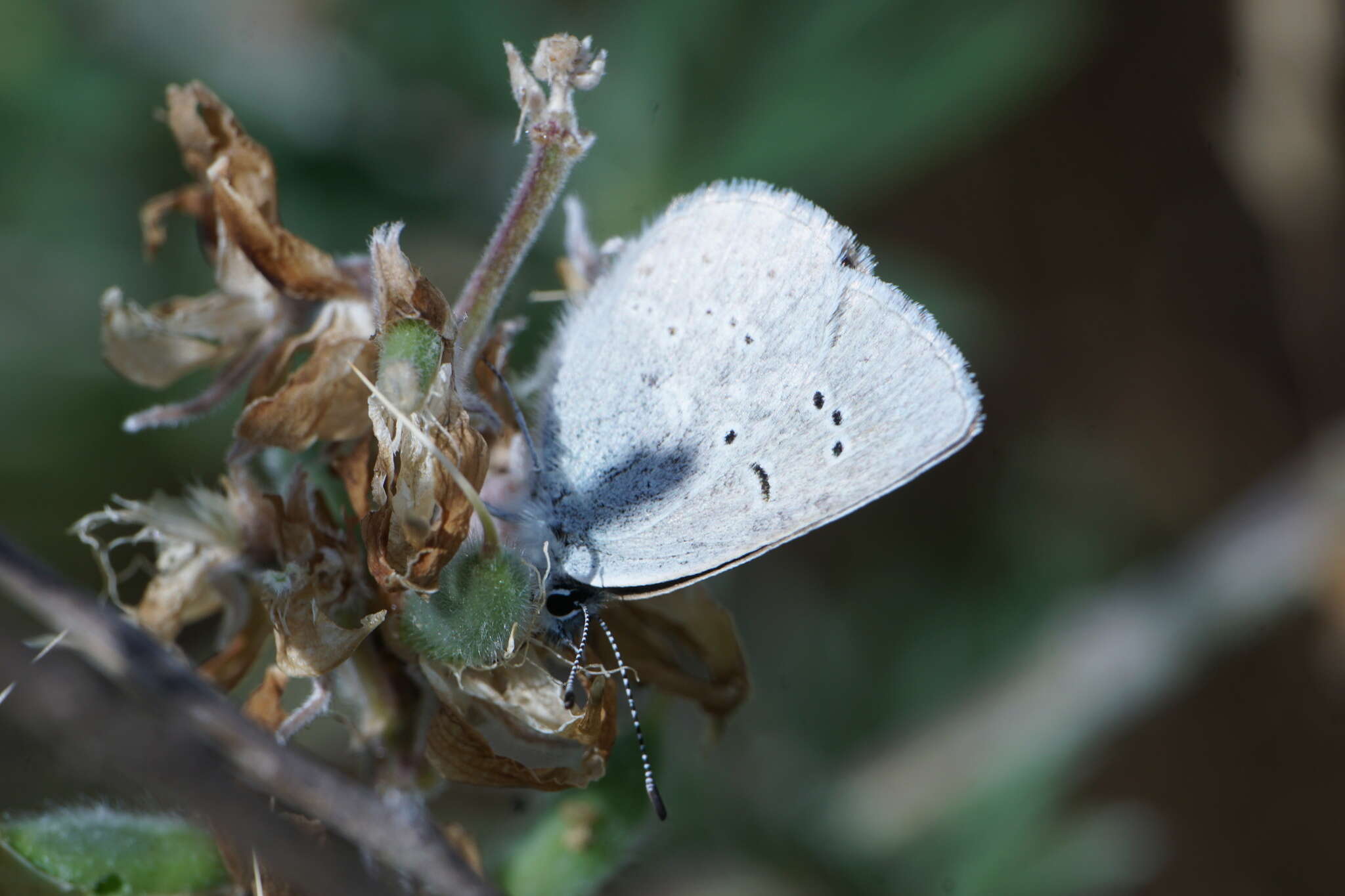 Image of Icaricia icarioides blackmorei